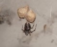 /album/theridiidae/achaearanea-tepidariorum-jpg/